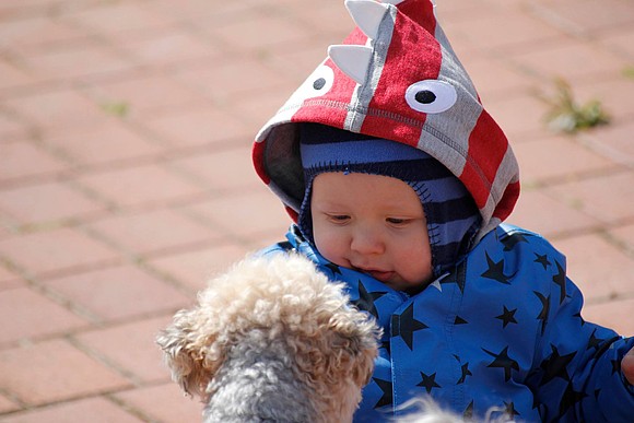 Hundeerziehung als Bissprävention für ein sicheres Miteinander