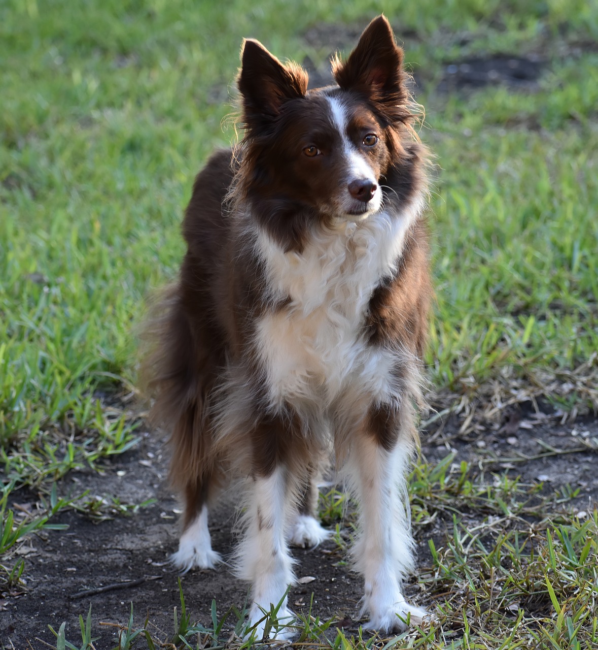 Was ist der “Will to please” beim Hund? Easy Dogs