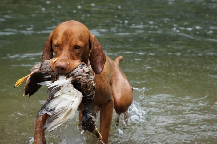 hundeerziehung-jagender-Hund