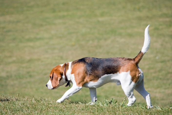 jagdproblem-hund-stöbern