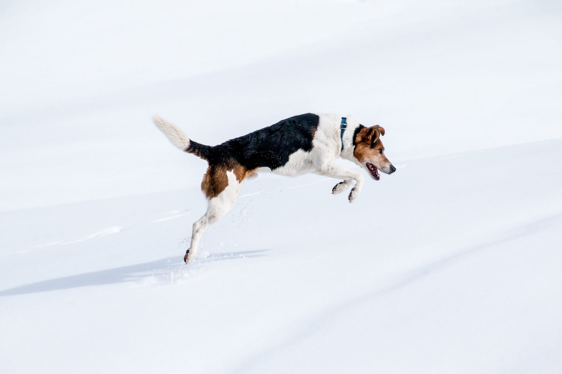 Wissenswertes zum Jagdverhalten unserer Hunde Easy Dogs