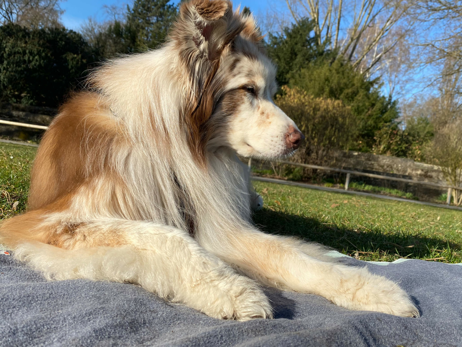 Zeit für eine Pause beim Spaziergang mit dem Hund Easy Dogs