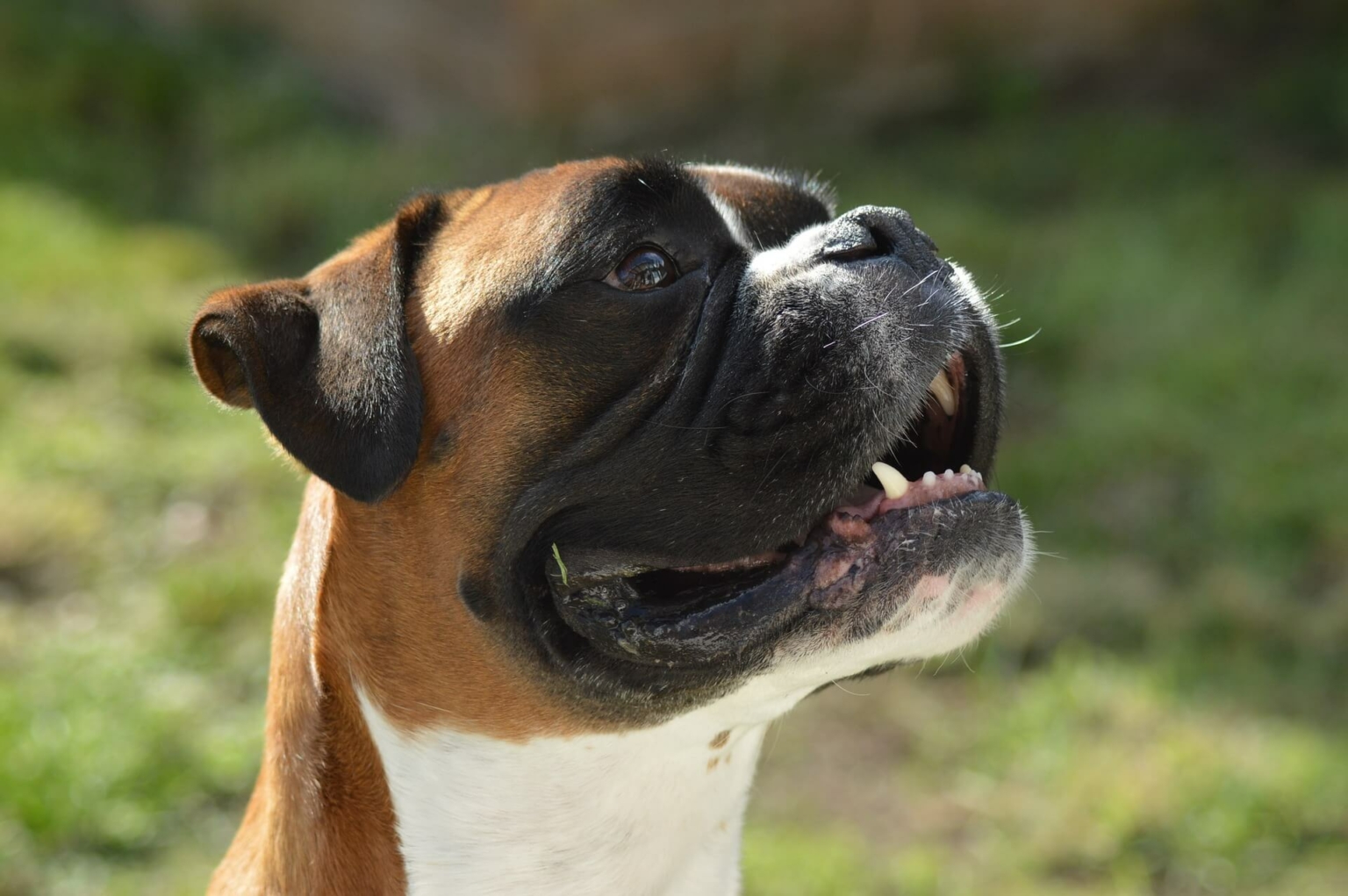 Schilddrüsentablette für den Hund vergessen und jetzt? Easy Dogs