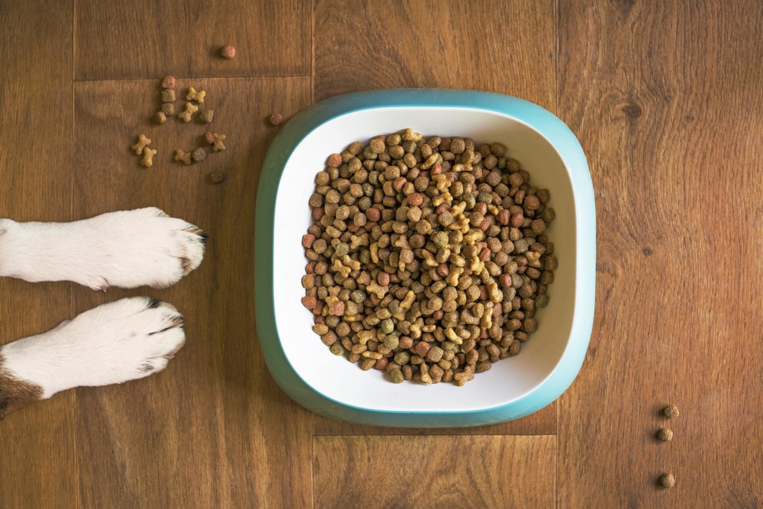 Schilddrüsenunterfunktion beim Hund was hat die Ernährung damit zu