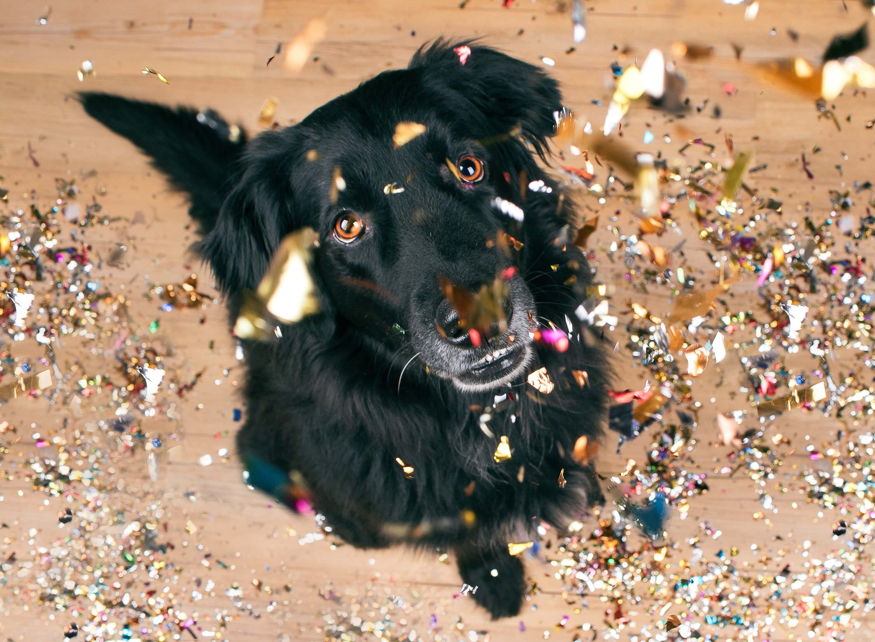 hund speichelt plötzlich stark