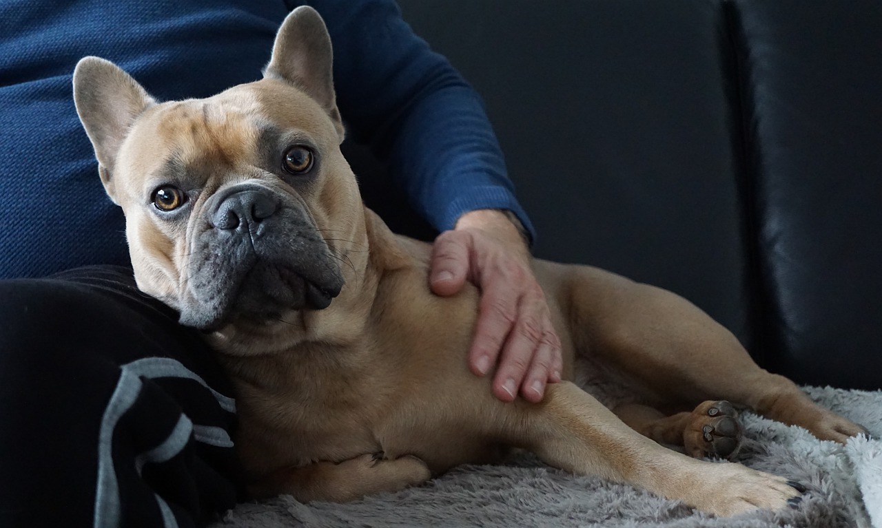 Social Support: Warum Sie für Ihren Hund da sein sollten, wenn er Angst und was es dabei zu beachten gibt - Easy Dogs