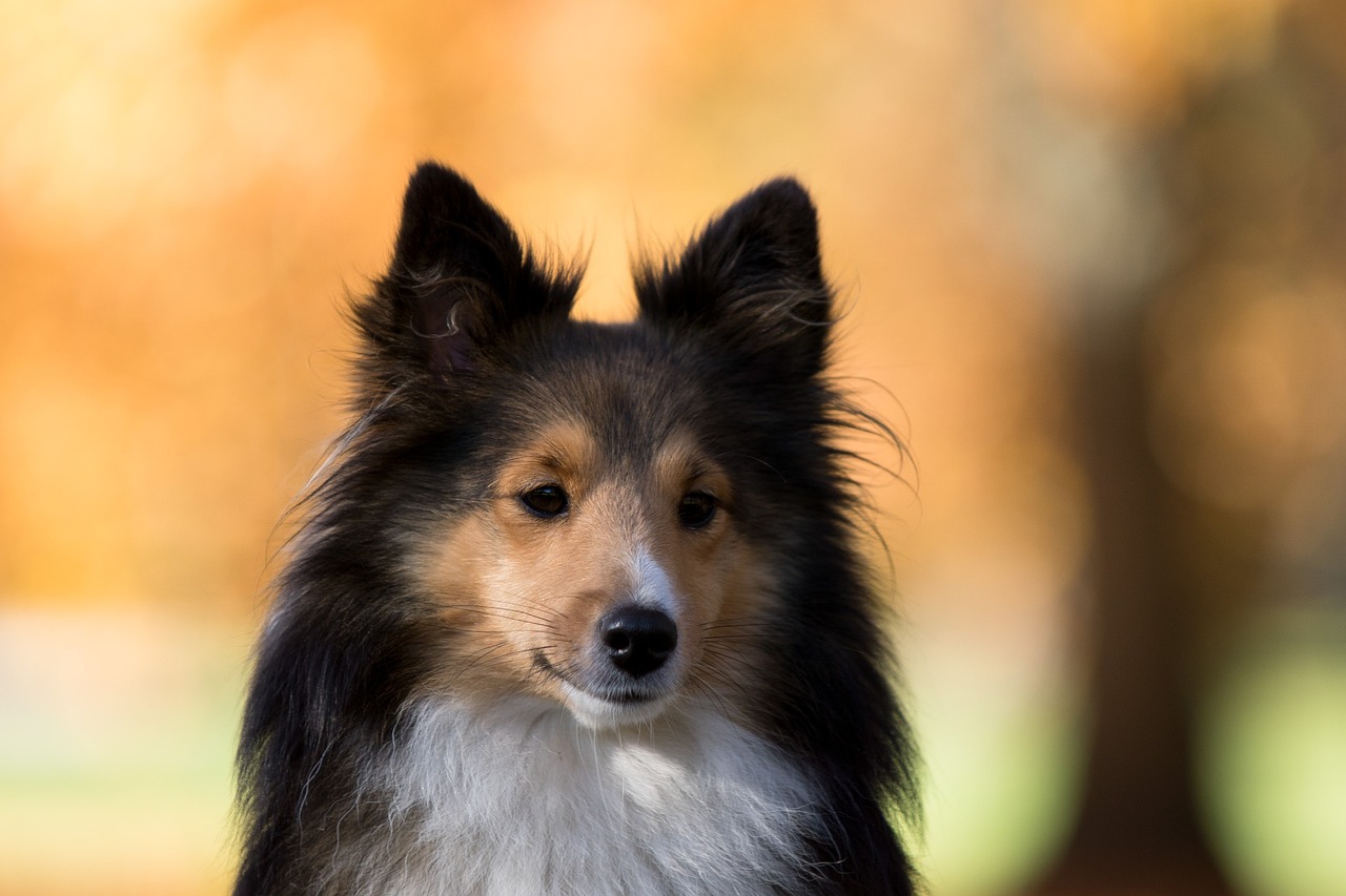Was ist der “Will to please” beim Hund? Easy Dogs